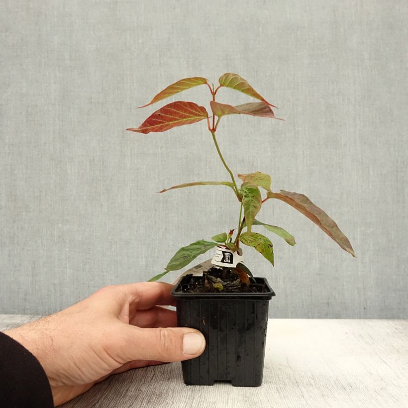 Example of Mandevilla laxa - Jasmin du Chili Godet de 8/9 cm as you get in automne