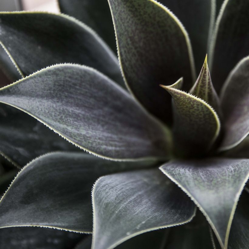 Mangave Mangavé Lavender Lady (Foliage)