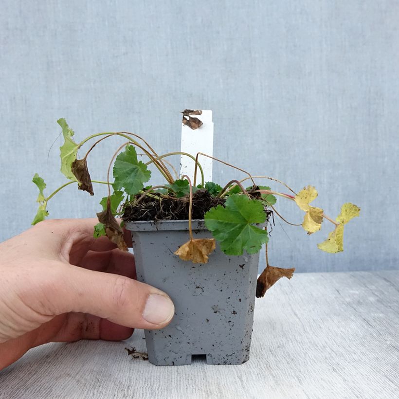 Example of Mauve blanche - Malva moschata Alba Godet de 7/8 cm as you get in automne