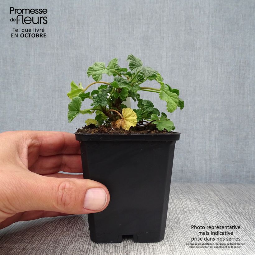 Example of Mauve sylvestre - Malva sylvestris Primley Blue Godet de 8/9 cm as you get in automne