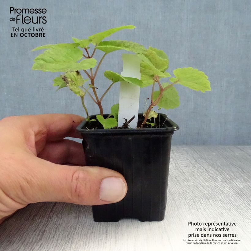 Example of Meehania urticifolia Japan Blau Godet de 8/9 cm as you get in automne