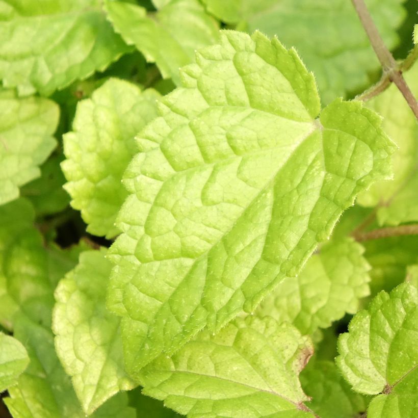 Meehania urticifolia Japan Blau (Foliage)