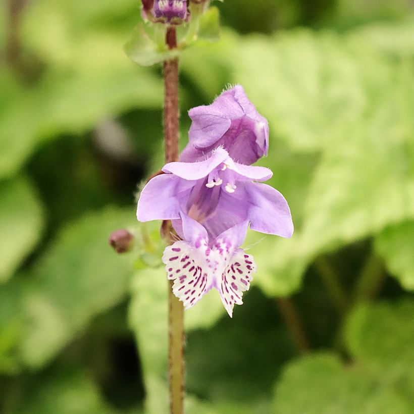Meehania urticifolia Japan Blau (Flowering)