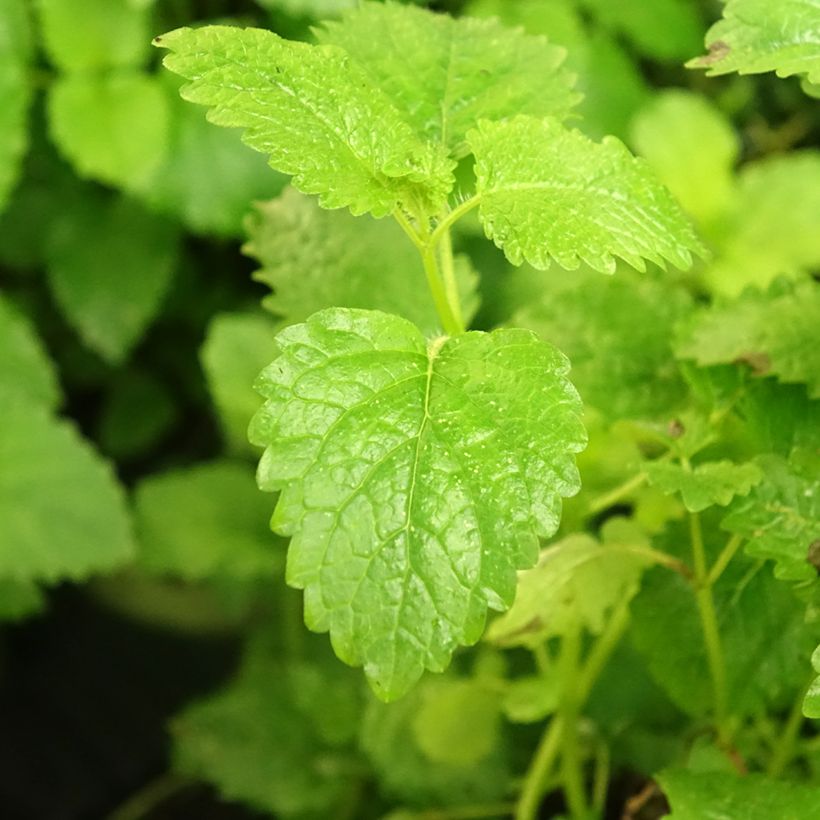 Mélisse citronnelle  (Foliage)
