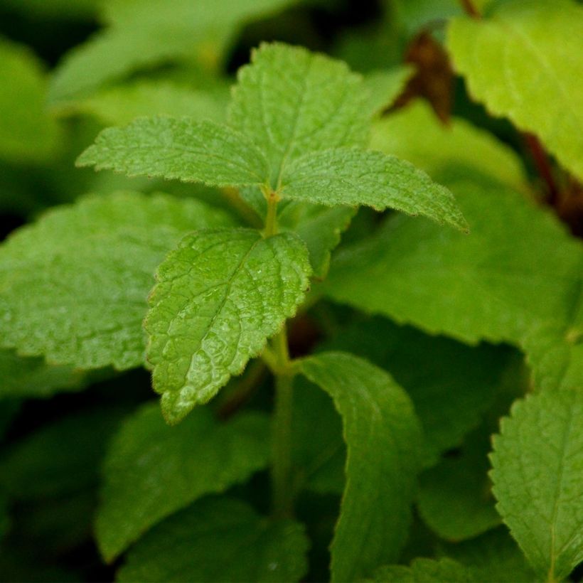 Mélitte, Melittis melissophyllum Alba (Foliage)