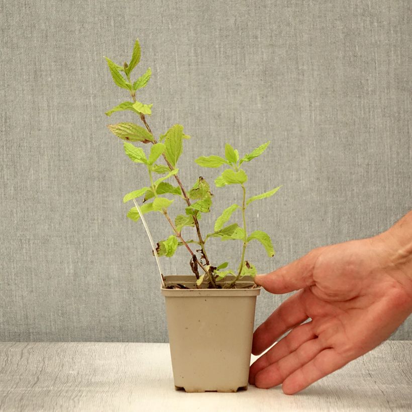 Example of Mélitte - Melittis melissophyllum Godet de 8/9 cm as you get in ete