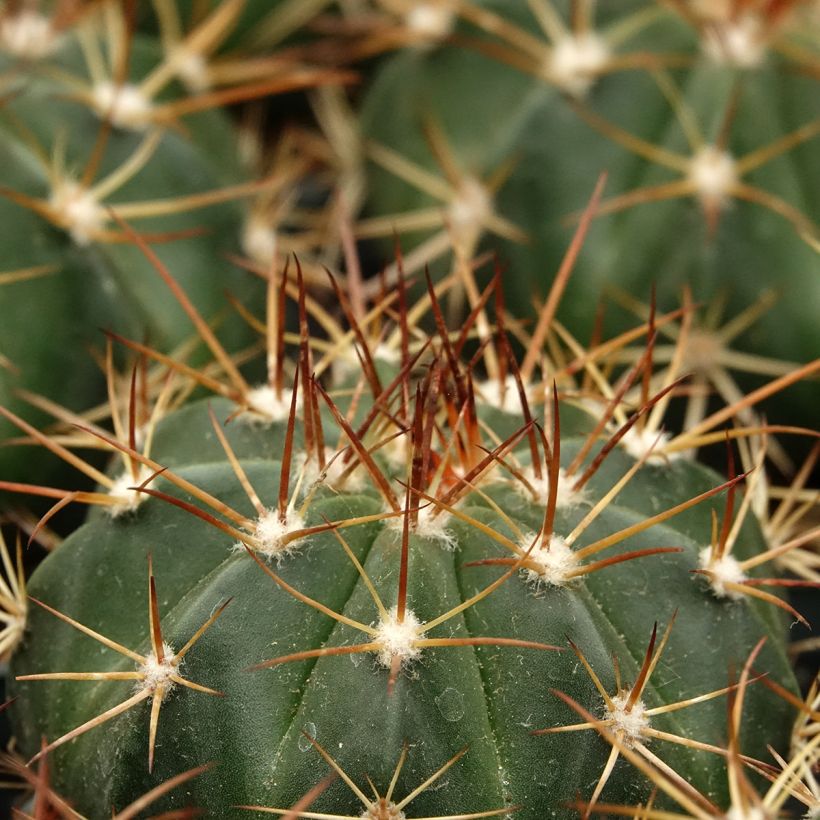 Melocactus azureus - Cactus melon (Foliage)