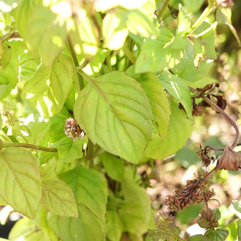 Menthe Bergamote - Mentha citrata Bergamote (Foliage)