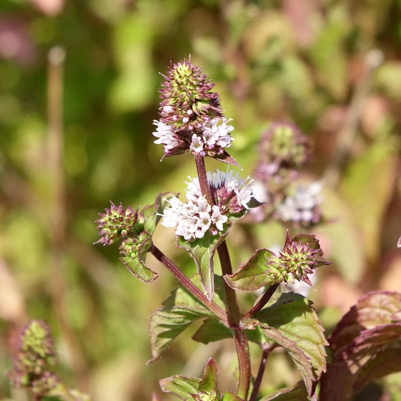 Menthe Bergamote - Mentha citrata Bergamote (Flowering)