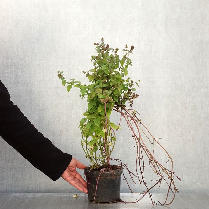 Example of Menthe Bergamote - Mentha citrata Bergamote Pot de 2L/3L as you get in automne