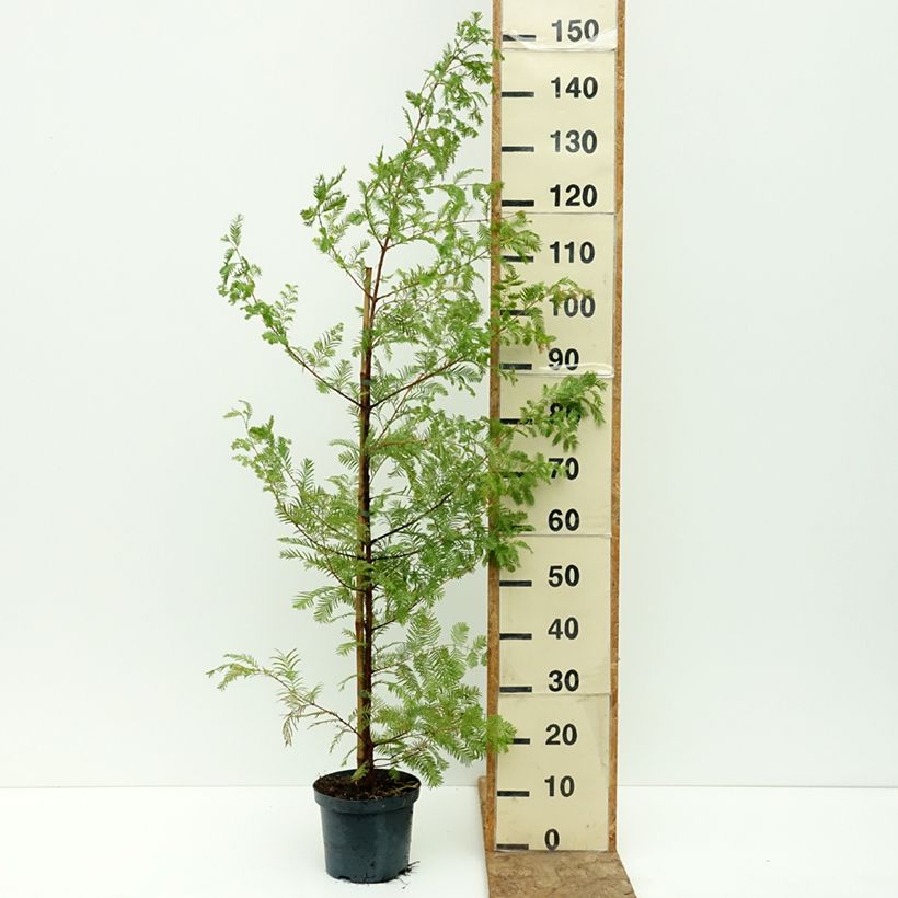 Example of Metasequoia glyptostroboides Pot de 3L/4L as you get in ete