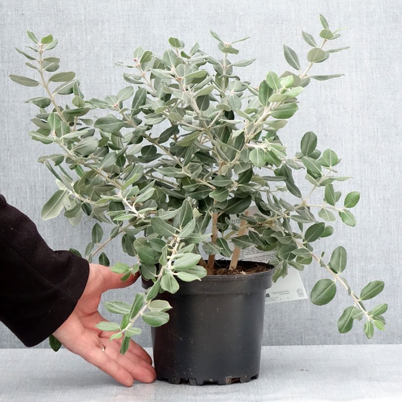Example of Metrosideros excelsa Aurea - Arbre de Noël de Nouvelle-Zélande Pot de 2L/3L as you get in hiver