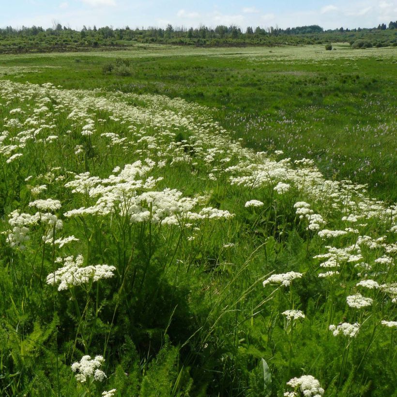 Meum athamanticum - Cerfeuil des Alpes (Plant habit)