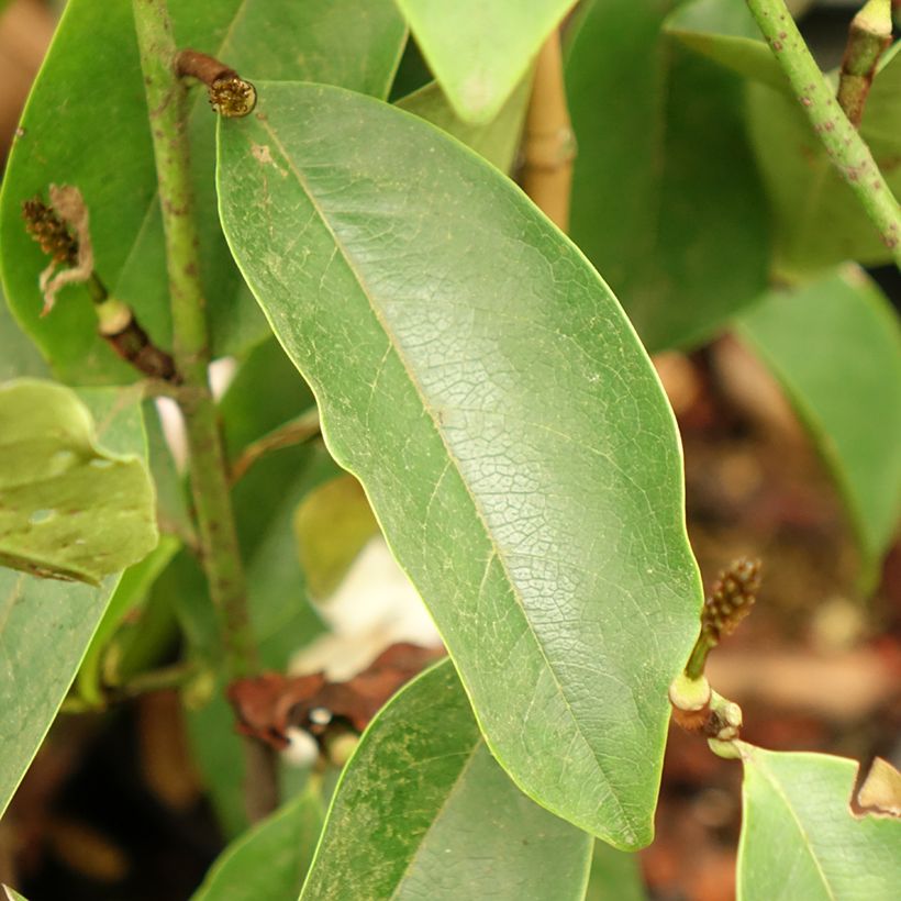 Michelia Fairy Lime - Michelia hybride (Foliage)