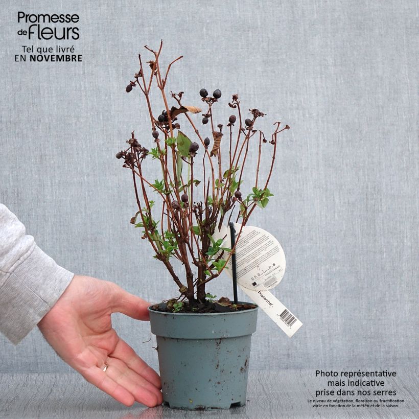 Example of Millepertuis - Hypericum inodorum Miracle Pistache Pot de 2L/3L as you get in automne