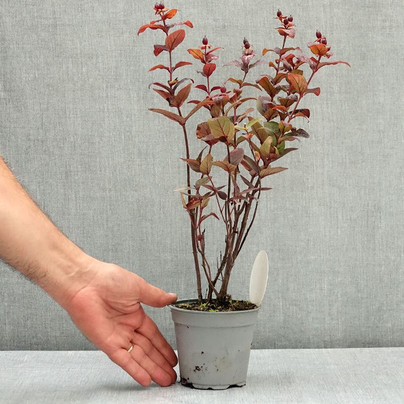 Example of Millepertuis Miracle Night - Hypericum Pot de 12 cm / 13 cm as you get in ete
