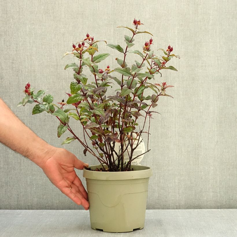 Example of Millepertuis Miracle Night - Hypericum Pot de 3L/4L as you get in ete