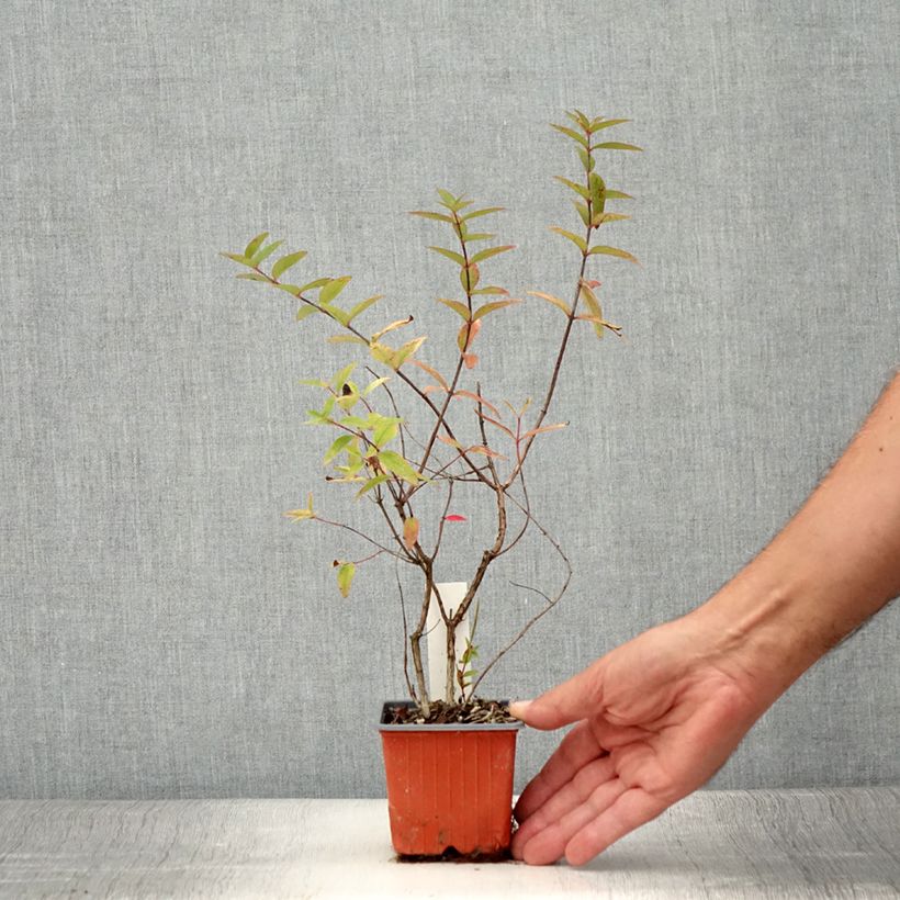 Example of Millepertuis tricolore - Hypericum moserianum Tricolor Godet de 8/9 cm as you get in ete