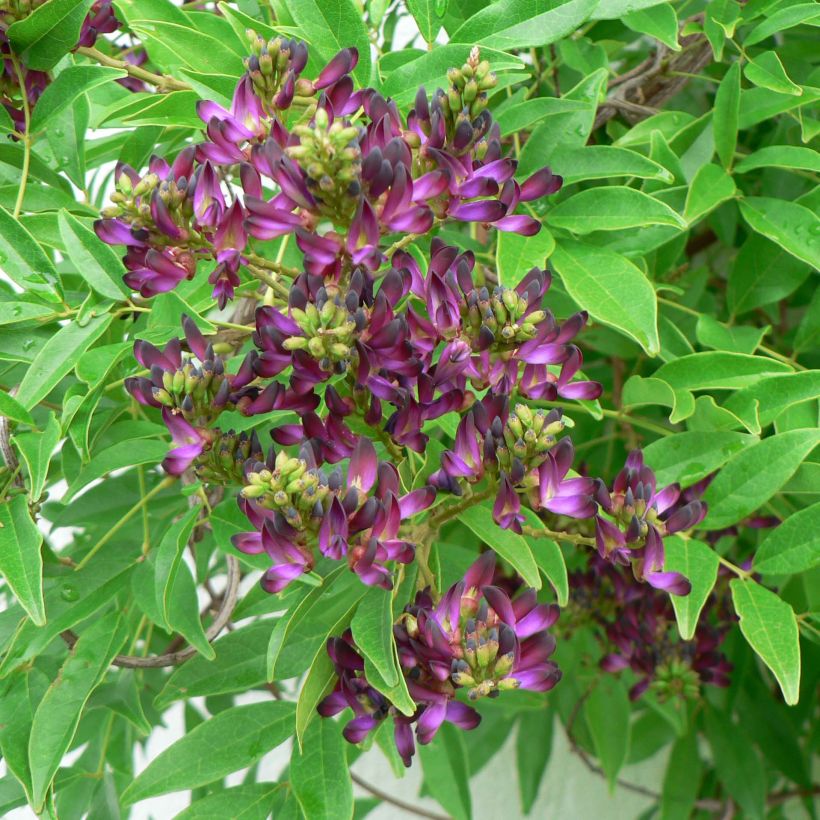 Glycine d'été - Millettia japonica Satsuma (Flowering)