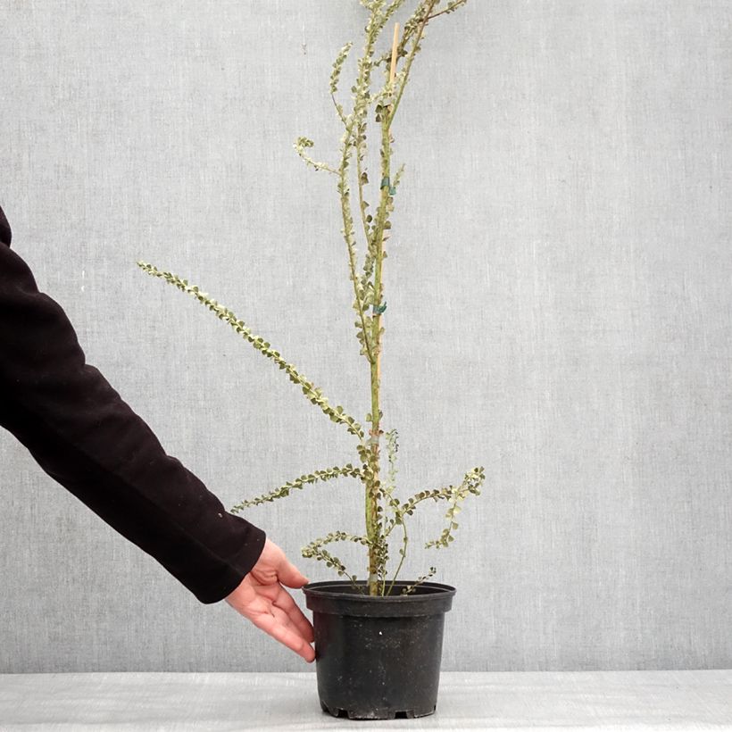 Example of Mimosa - Acacia pravissima Pot de 3L/4L as you get in hiver