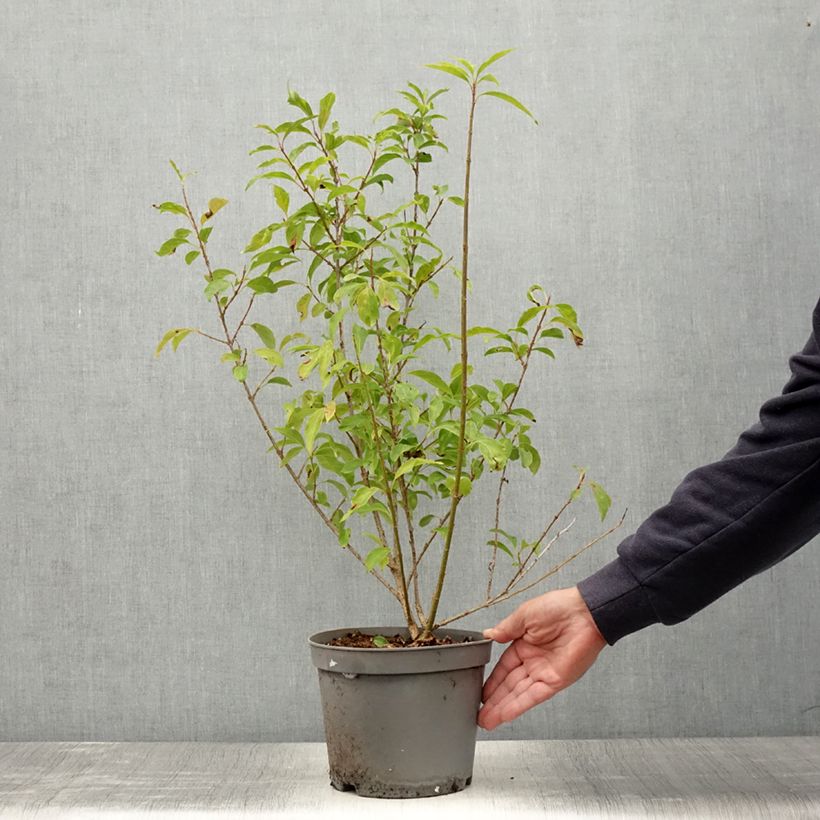 Example of Forsythia x intermedia Lynwood - Mimosa de Paris Pot de 2L/3L as you get in ete