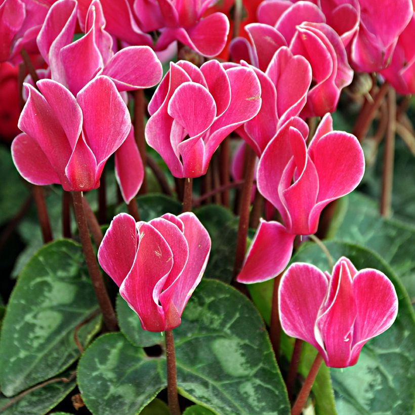 Mini Cyclamen Bisou Magenta - Cyclamen hybride (Flowering)