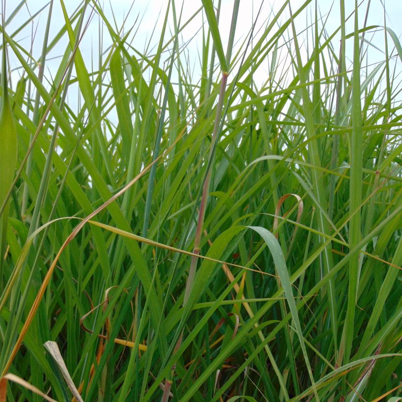 Miscanthus Giganteus - Roseau de Chine géant (Foliage)