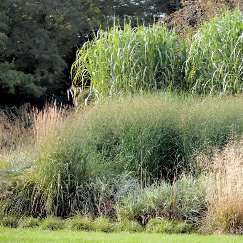 Miscanthus Giganteus - Roseau de Chine géant (Plant habit)