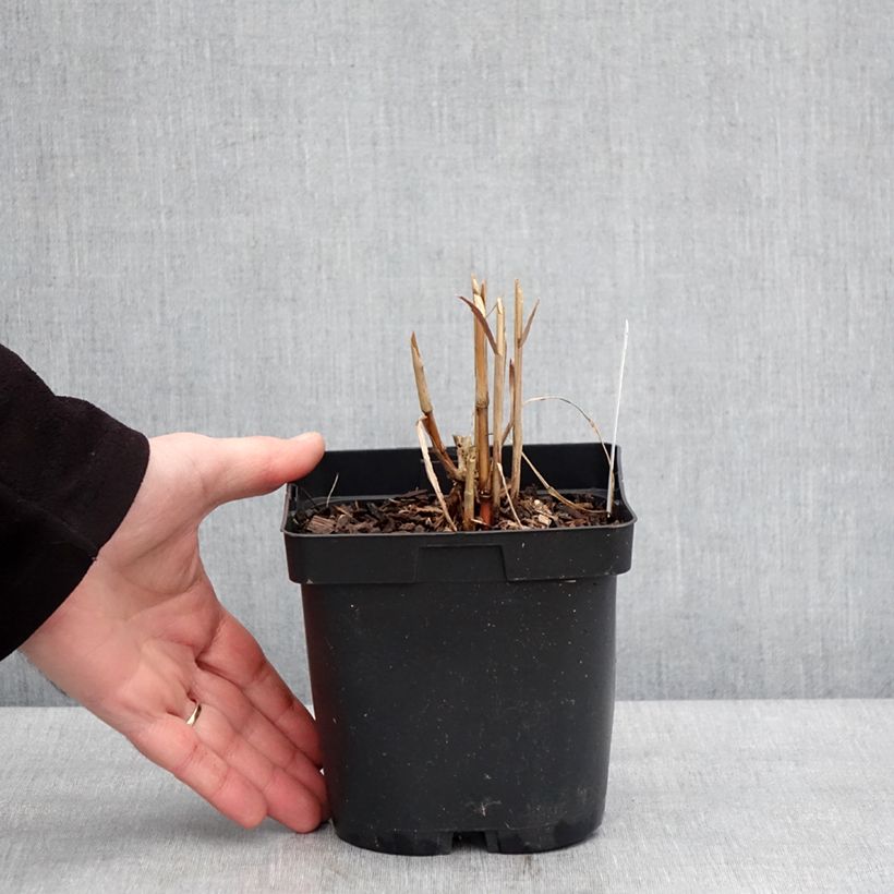 Example of Miscanthus sacchariflorus - Roseau de Chine Pot de 2L/3L as you get in hiver