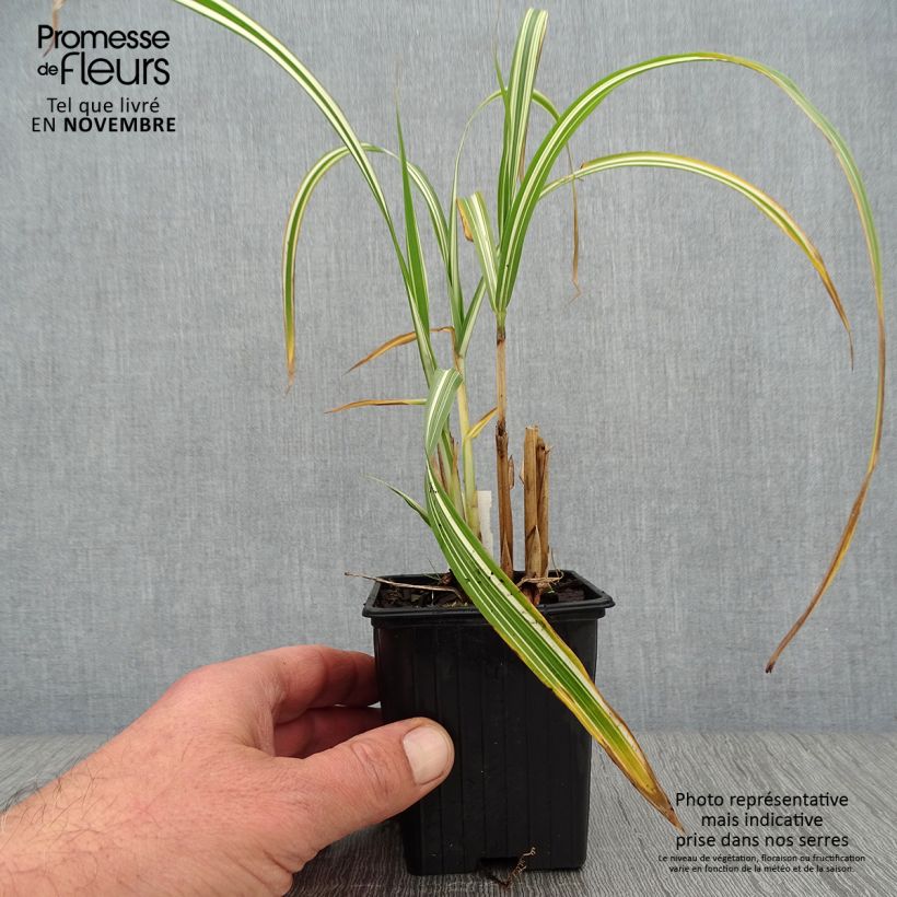 Example of Miscanthus sinensis Cabaret - Roseau de Chine Godet de 8/9 cm as you get in automne
