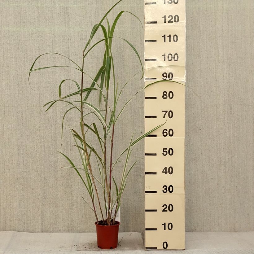 Example of Miscanthus sinensis Cosmopolitan - Eulalie, Roseau de Chine Pot de 1L/1,5L as you get in automne