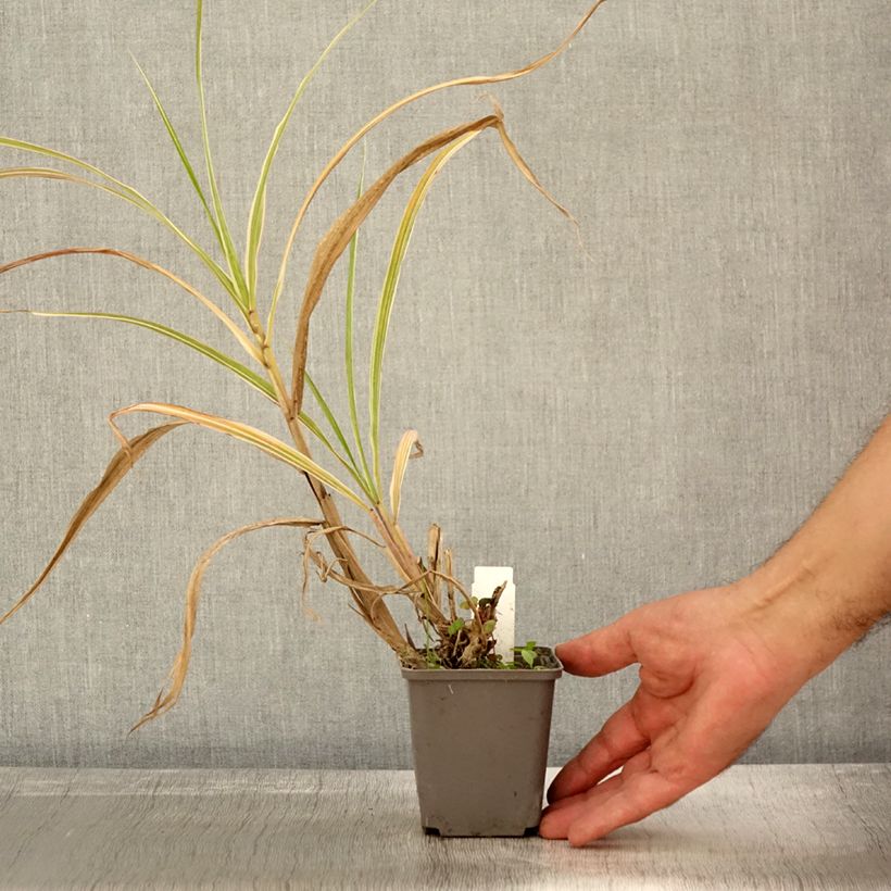Example of Miscanthus sinensis Cosmopolitan - Eulalie, Roseau de Chine Godet de 8/9 cm as you get in automne