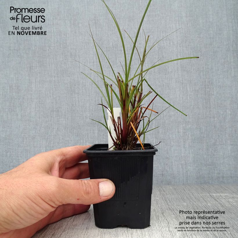 Example of Miscanthus sinensis Gracillimus - Eulalie  Godet de 8/9 cm as you get in automne