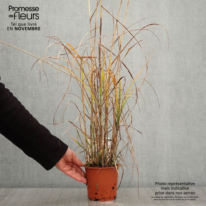 Example of Miscanthus sinensis Kaskade - Roseau de Chine Pot de 1L/1,5L as you get in automne