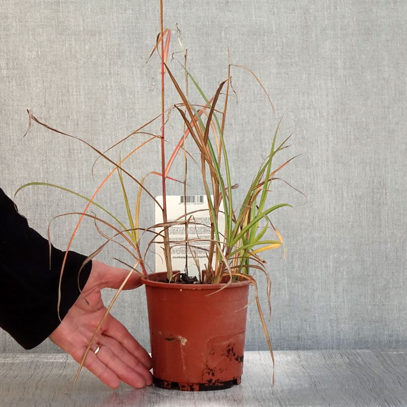 Example of Miscanthus sinensis Malepartus - Eulalie, Roseau de Chine Pot de 1L/1,5L as you get in automne