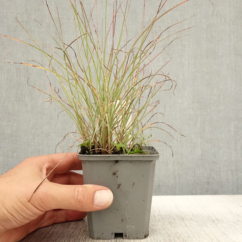 Example of Miscanthus sinensis Morning Light - Eulalie, Roseau de Chine Godet de 8/9 cm as you get in automne
