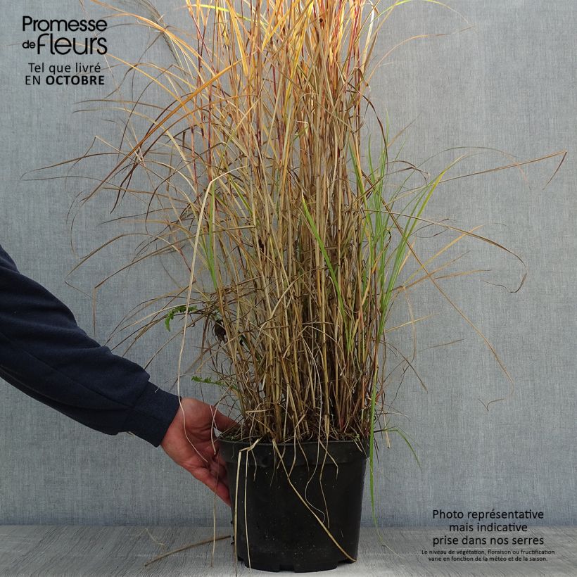 Example of Miscanthus sinensis Red Chief - Roseau de Chine Pot de 4L/5L as you get in automne