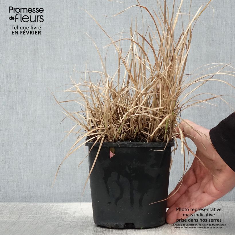 Example of Miscanthus sinensis Strictus Dwarf - Roseau de Chine Pot de 2L/3L as you get in hiver