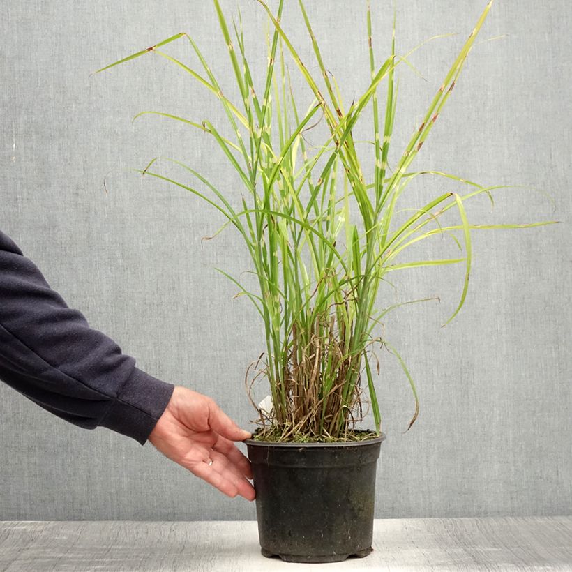 Example of Miscanthus sinensis Strictus - Roseau de Chine Pot de 2L/3L as you get in ete