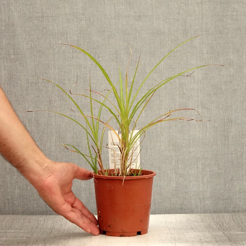 Example of Miscanthus transmorrisonensis - Roseau de Chine Pot de 1L/1,5L as you get in ete