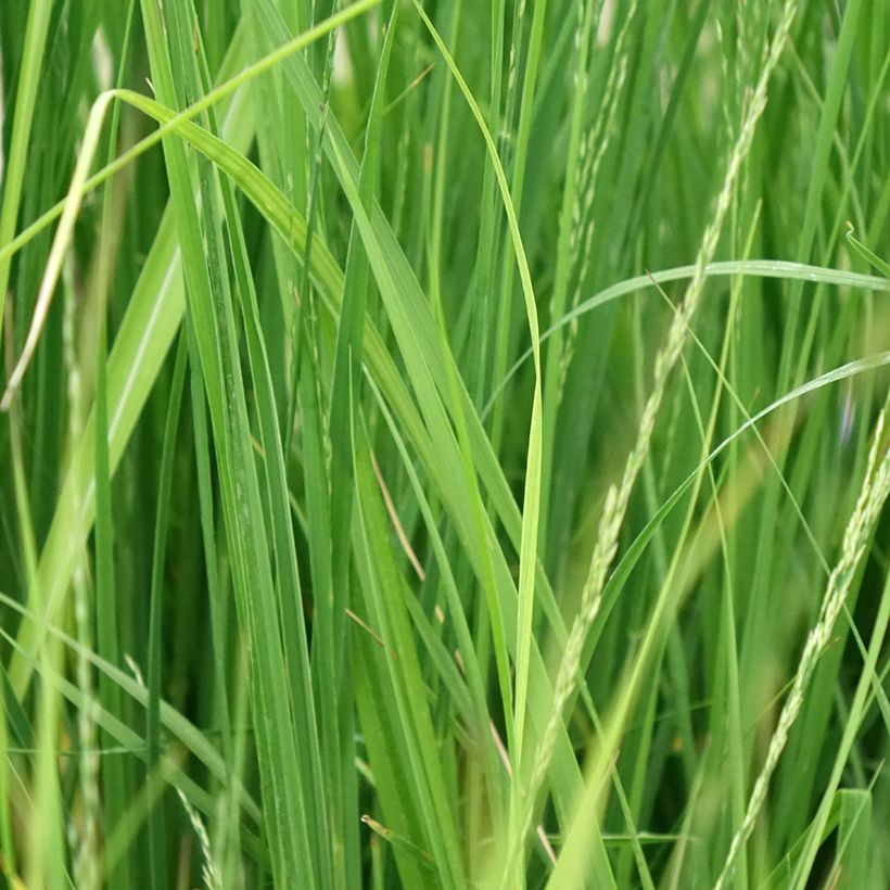Molinia caerulea Edith Dudszus - Molinie bleue (Foliage)
