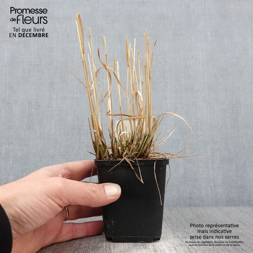 Example of Molinia caerulea Moorflamme - Molinie bleue Godet de 8/9 cm as you get in automne