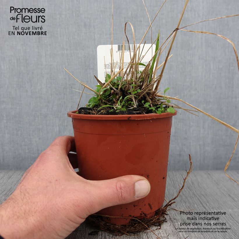 Example of Molinia caerulea ssp arundinacea Fontäne Pot de 1L/1,5L as you get in automne