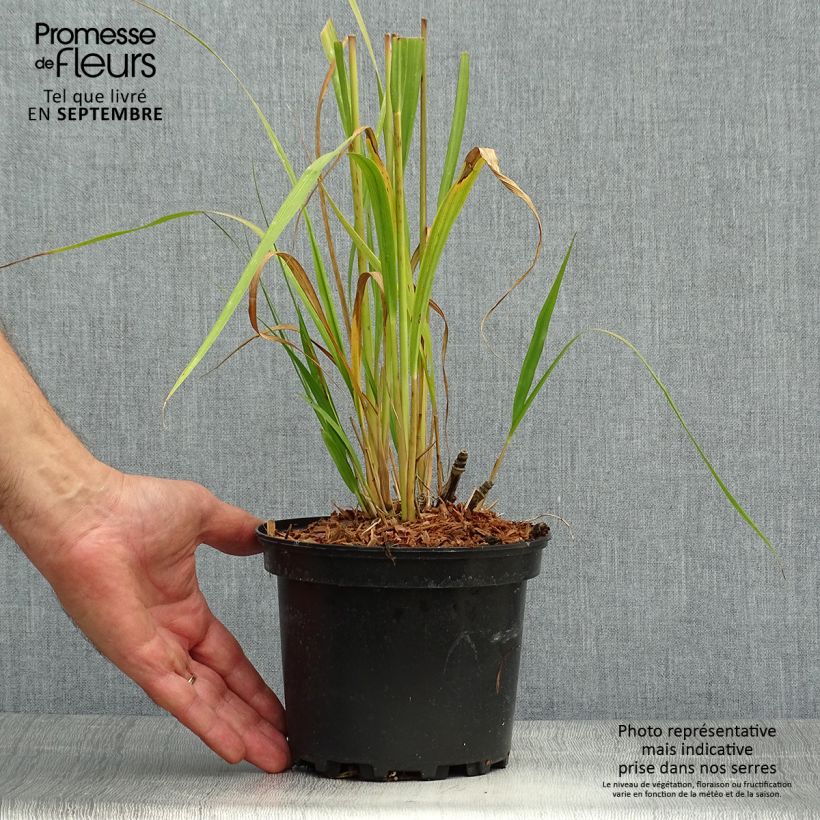 Example of Molinia caerulea ssp arundinacea Transparent Pot de 2L/3L as you get in automne