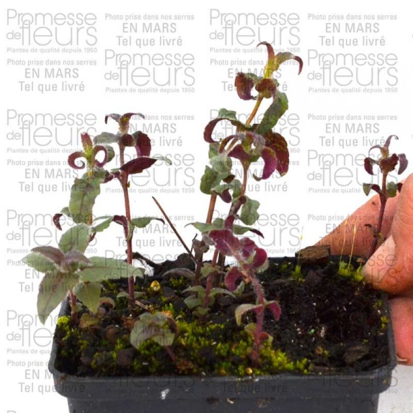 Example of Monarde bradburiana - Bergamote sauvage Godet de 8/9 cm as you get