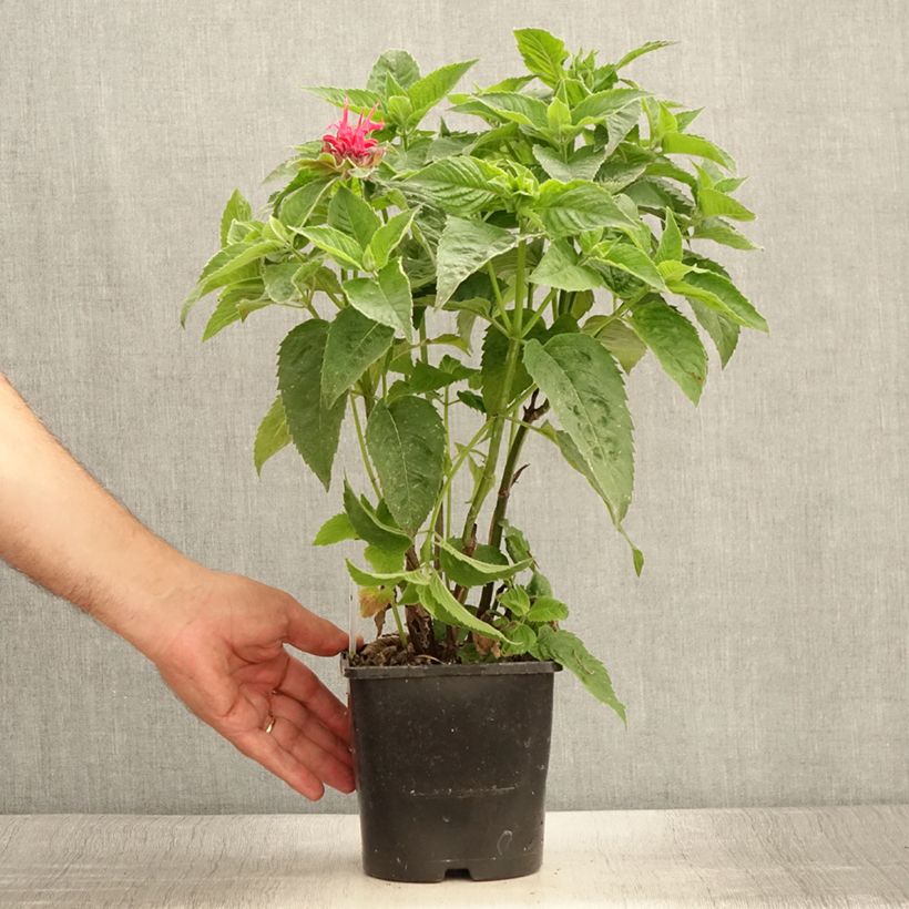 Example of Monarde didyma Pink Supreme - Bergamote rose-rouge Pot de 1,5L/2L as you get in ete