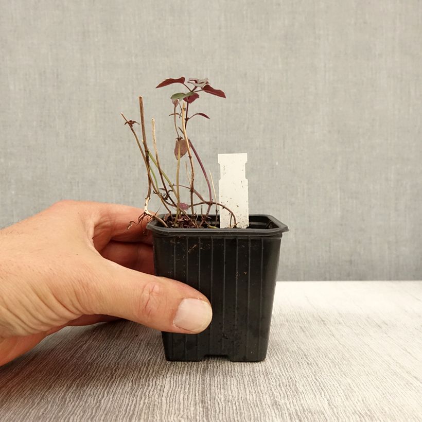 Example of Monarde fistulosa menthifolia - Bergamote sauvage Godet de 8/9 cm as you get in automne