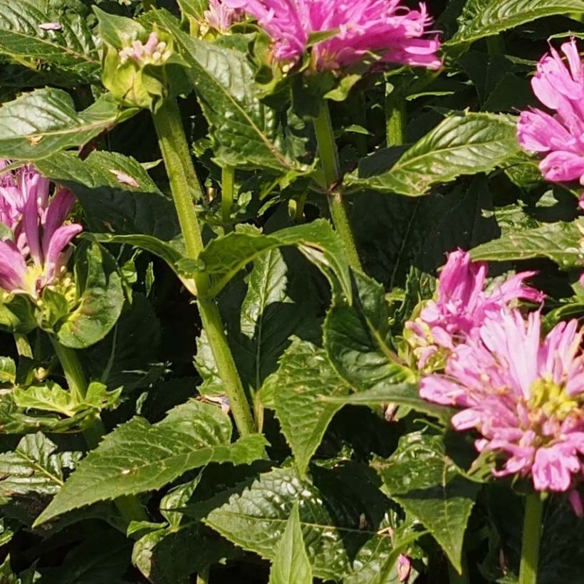 Monarde Petite Delight - Bergamote naine, rose franc. (Foliage)