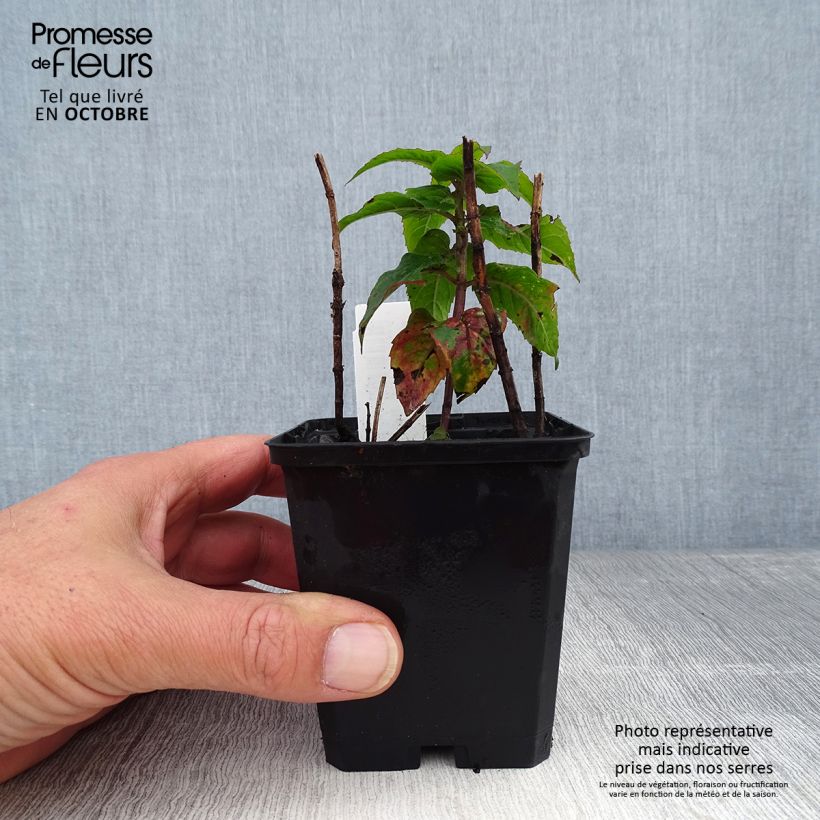 Example of Monarde Petite Delight - Bergamote naine, rose franc. Godet de 8/9 cm as you get in automne