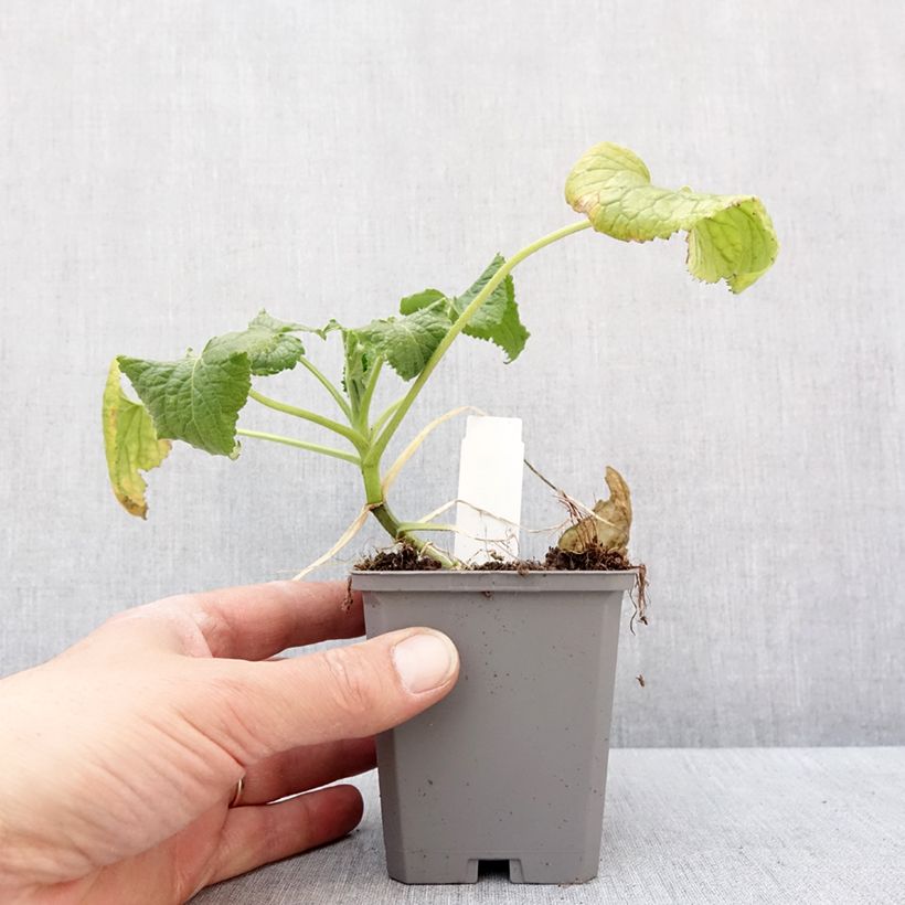 Example of Monnaie du Pape Blanche - Lunaria annua Alba Godet de 8/9 cm as you get in hiver